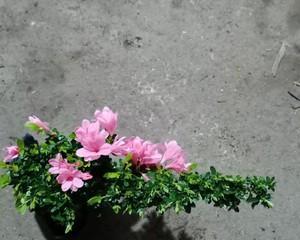 腊皮杜鹃——雪山中的红花(云南最美杜鹃,自然的艺术品) 腊皮杜鹃——雪山中的红花(云南最美杜鹃,自然的艺术品)