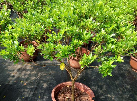 腊皮杜鹃——雪山中的红花（云南最美杜鹃，自然的艺术品）