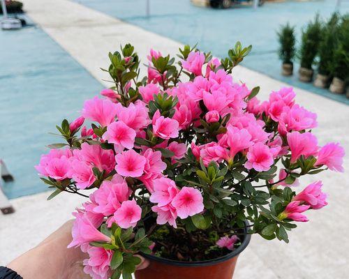 腊皮杜鹃——雪山中的红花(云南最美杜鹃,自然的艺术品) 腊皮杜鹃——雪山中的红花(云南最美杜鹃,自然的艺术品)