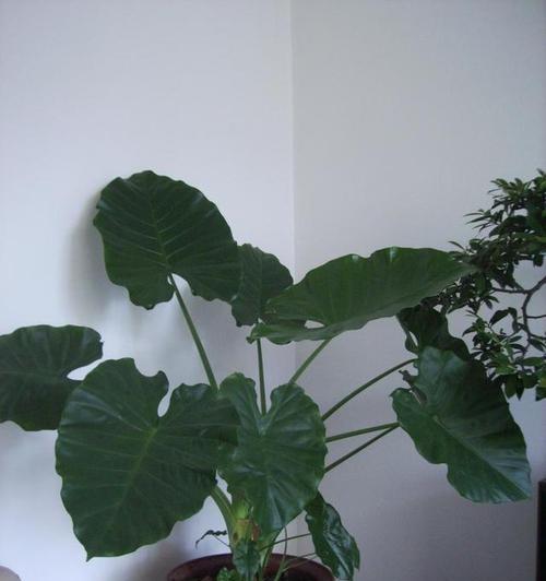 如何让滴水观音侧芽生长（掌握技巧，让观音更健康长寿）