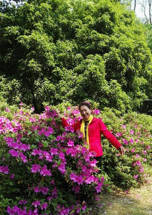 友谊长存，犹如百合花般美丽（以百合花为象征，述说友谊之美）