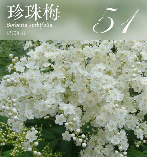 友谊之花的象征与意义（用花语表达友谊之美）