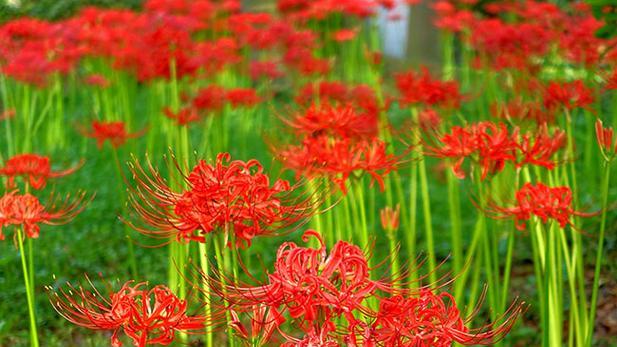 尸香魔芋的花语（探索尸香魔芋花语的深意）