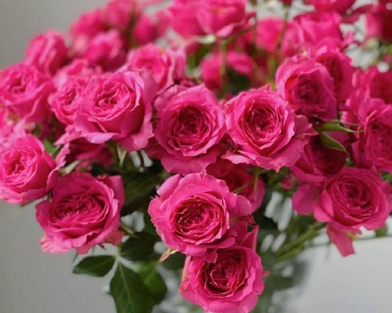十朵玫瑰的花语与含义（解读十朵玫瑰的不同象征及情感寓意）