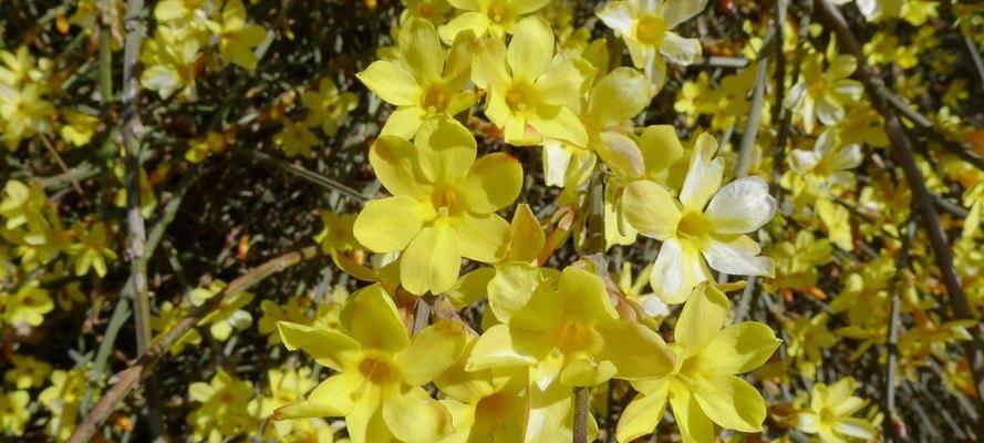 迎春花叶子发黄的原因及解决方法（从环境、养护、病虫三方面分析）