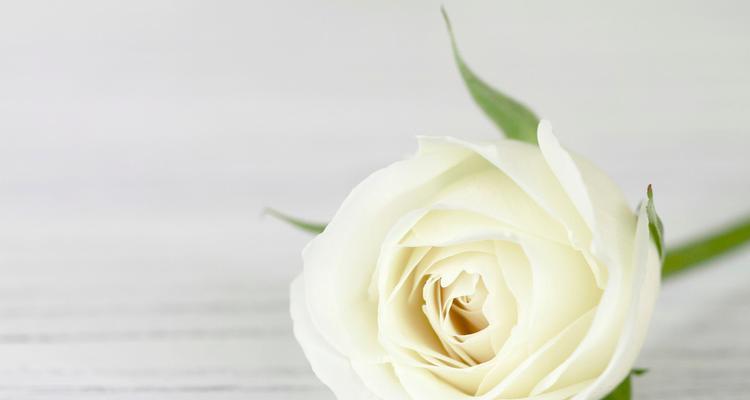 十一朵白玫瑰花语的含义（探寻白玫瑰的深层意义与情感）