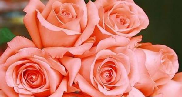 粉色玫瑰花语（探寻十一朵粉色玫瑰的花语之美）