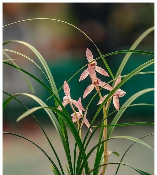 兰花开花时间和九大养护技巧（揭秘兰花开花的规律和保养要点，帮你打造美丽的室内花园）