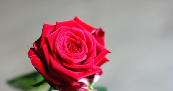 十一朵玫瑰的花语（十一朵玫瑰，向你传递我深沉的爱意）