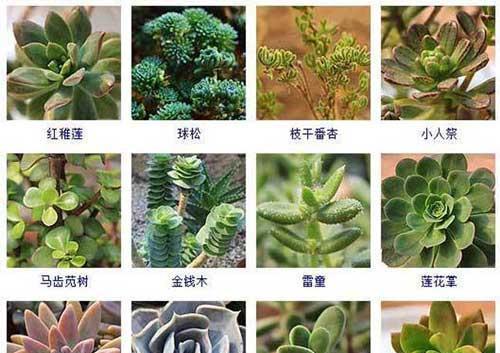 多肉植物品种介绍（探索多肉世界，认识多姿多彩的多肉植物）