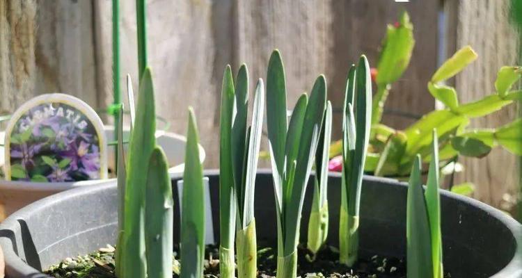 如何种植水仙花？（从选品到护理，全面了解水仙花的种植方法）