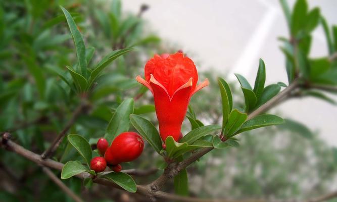 石榴花的寓意与象征——生命之美（探寻石榴花的象征内涵和文化意义）