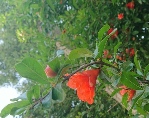 石榴花的花语与寓意（探寻石榴花的神秘之美，揭示其寓意与象征）