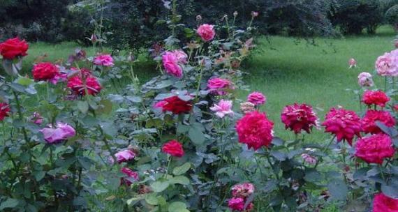 和平之花——白兰花（探究白兰花在文化传统中的象征意义）