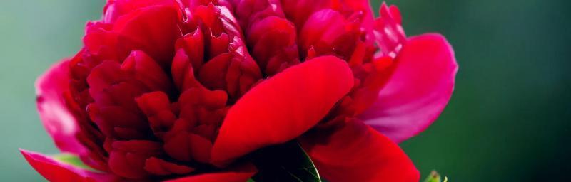 和平之花——白兰花（探究白兰花在文化传统中的象征意义）