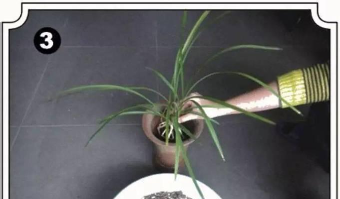 兰苗上盆前为何要晒根?(掌握正确的兰苗上盆技巧) 兰苗上盆前为何要晒根?(掌握正确的兰苗上盆技巧)
