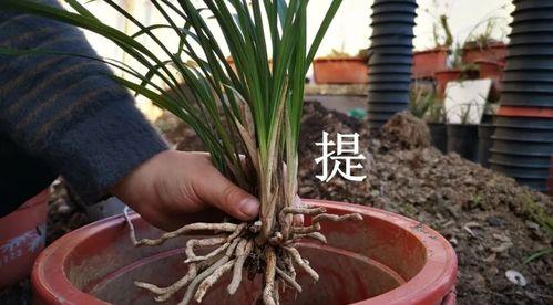 兰苗上盆前为何要晒根?(掌握正确的兰苗上盆技巧) 兰苗上盆前为何要晒根?(掌握正确的兰苗上盆技巧)