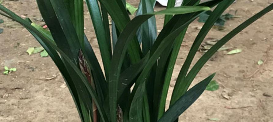 兰苗上盆前为何要晒根?(掌握正确的兰苗上盆技巧)