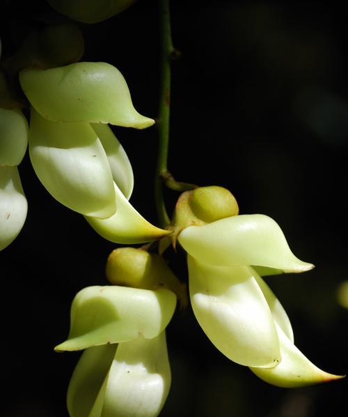 广州市的市花是什么？（揭秘广州市的市花及其故事）