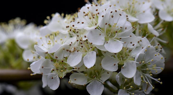 石楠花的花语——寓意与象征（解析石楠花的花语与内涵，了解其美丽背后的意义）