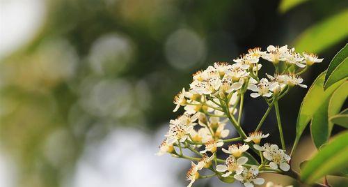 石楠花的花语——寓意与象征（解析石楠花的花语与内涵，了解其美丽背后的意义）