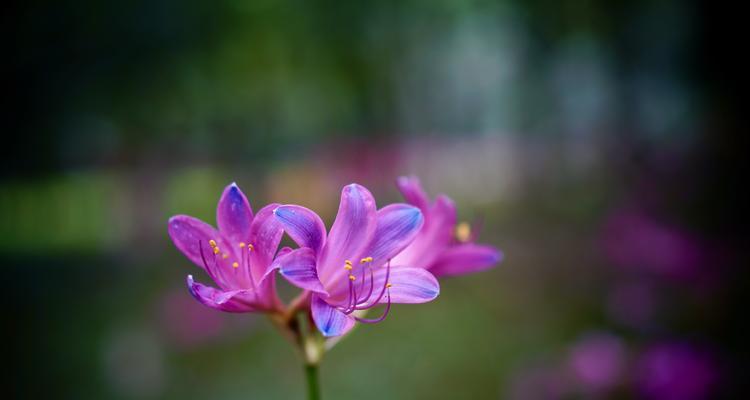 石蒜花（石蒜花的寓意与生态环境）