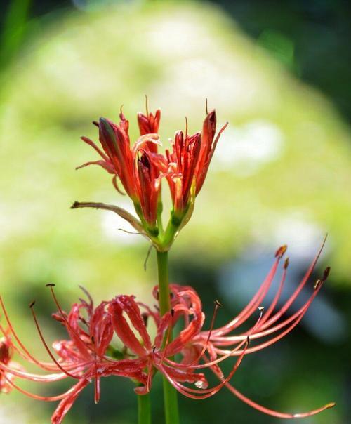 石蒜花花语解读之美丽与坚韧（探索石蒜花的花语，并理解它所传达的意义）