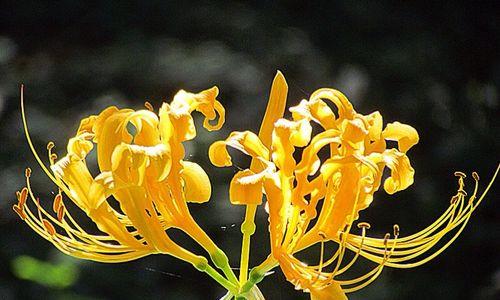 石蒜花花语解读之美丽与坚韧（探索石蒜花的花语，并理解它所传达的意义）