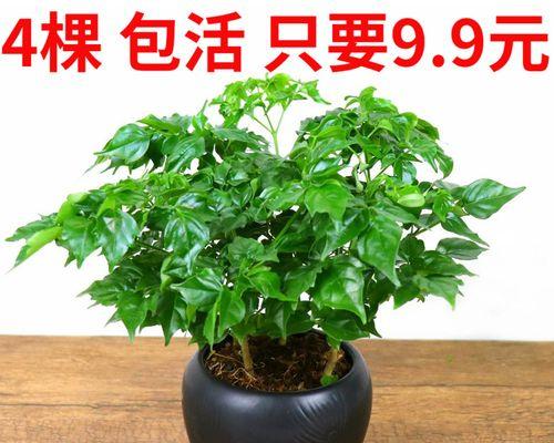 幸福树的养护和成长方法（打造绿色家园，让幸福伴你左右）