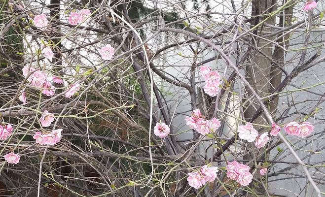 花开春天，世界绚丽多彩（春天里盛开的鲜花大集合）