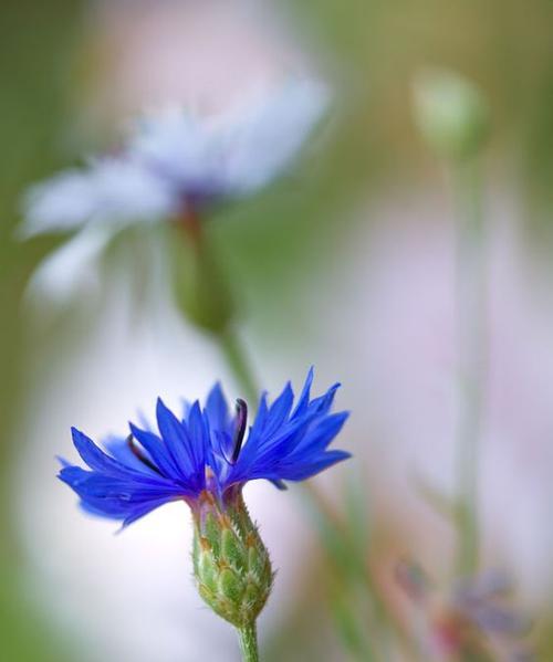 矢车菊花语之色彩的美与含义（探索矢车菊每个颜色的花语，了解其美丽的含义）