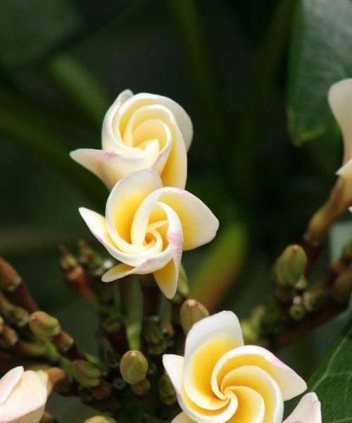 探寻世界上最浪漫的花——罗曼蒂克的玫瑰（传递爱情的花语与美丽的符号）
