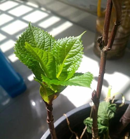 绣球花的扦插及养护技巧（掌握正确的时机和方法，让绣球花倍添生机）