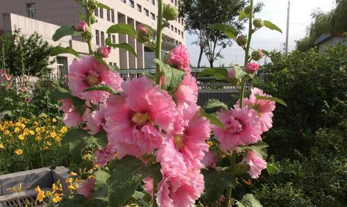 蜀葵花的象征意义及其传承（探寻蜀葵花的文化内涵与历史渊源）