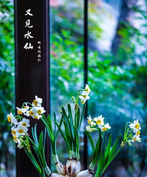 水仙花（水仙花的寓意和特点，及其在文化中的重要地位）