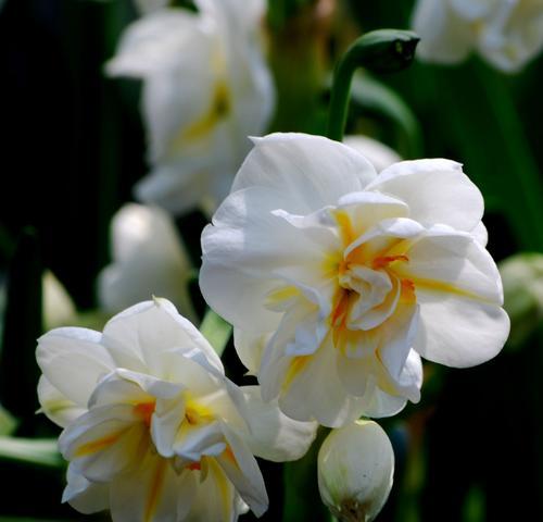 水仙花的象征意义与美丽传说（探寻水仙花的神秘魅力与文化意义）