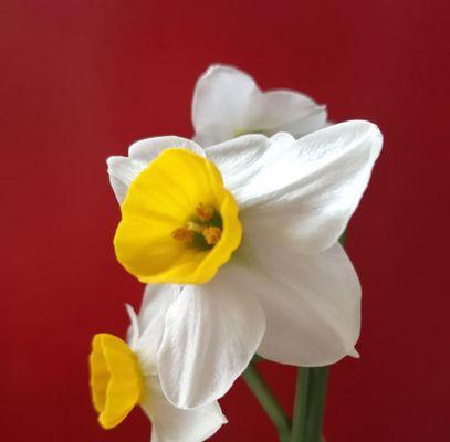 水仙花的寓意与象征意义（探索水仙花背后的深层含义）