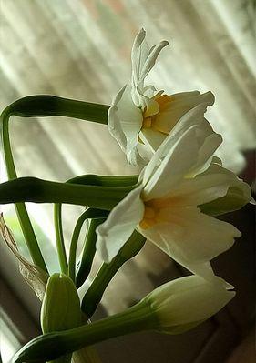 水仙花（唤醒希望与纯洁的“水仙花”，花语与象征之美）