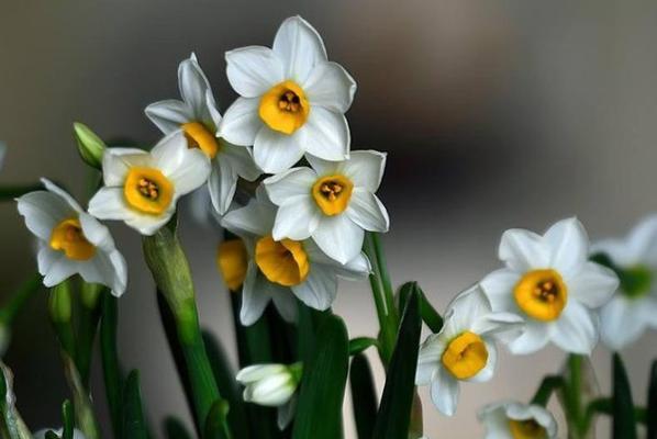 水仙花（唤醒希望与纯洁的“水仙花”，花语与象征之美）