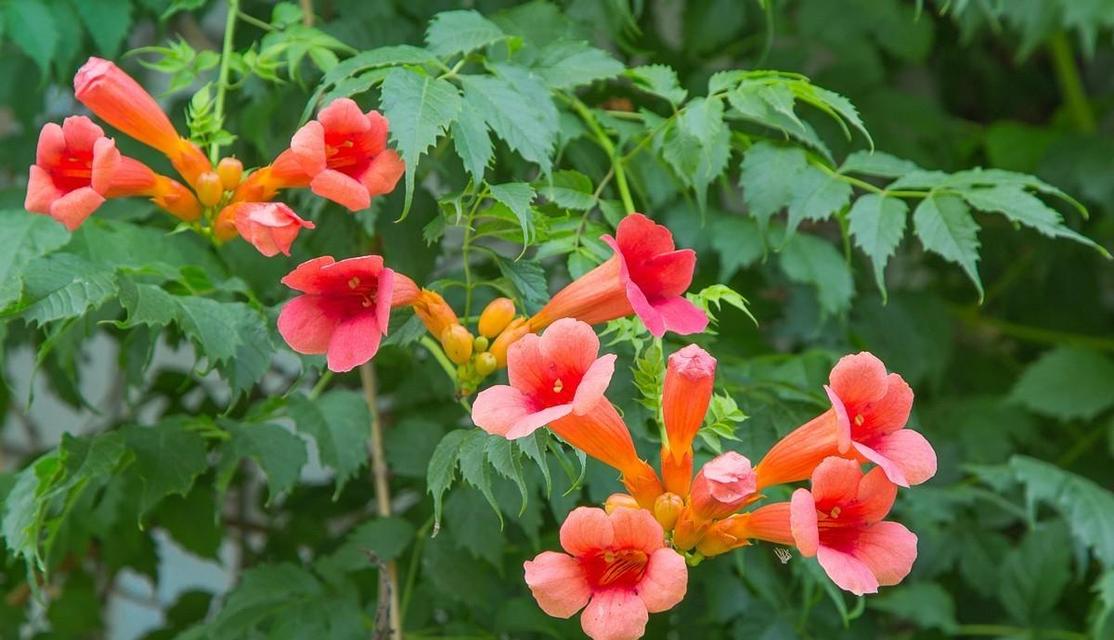 凌霄花的开花期（揭开凌霄花的神秘面纱——花期解析）