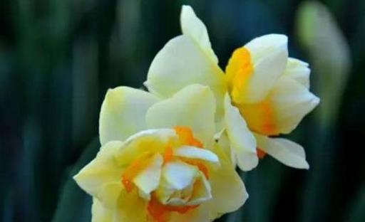 水仙花的花语和象征意义（揭示水仙花的美丽寓意，与人们的情感相联）