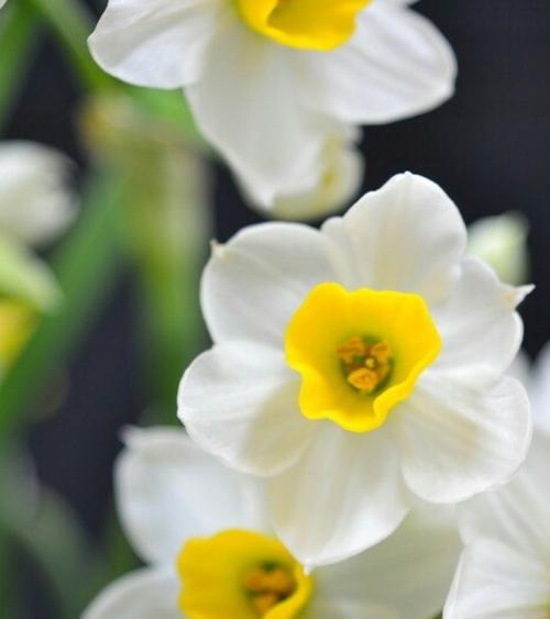 水仙花的花语和寓意（揭示水仙花的神秘内涵）