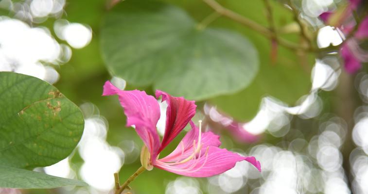 探秘紫荆花的开花期（观察时间、地点及关键因素，全方位解读紫荆花的开花规律）