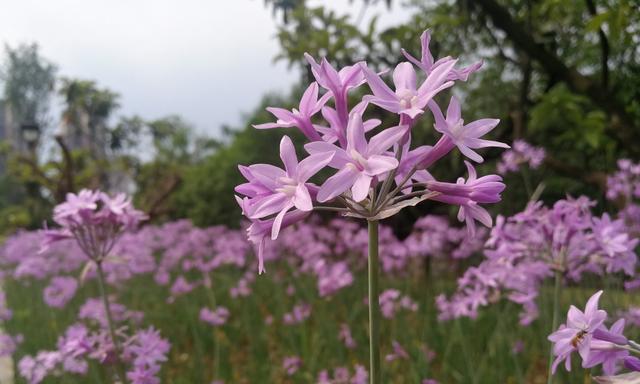 五月花开，缤纷多彩（五月花海，色彩斑斓）