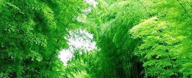 巨龙竹的生长适应环境（喜好温暖湿润气候，高海拔地区需注意）