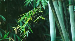 巨龙竹的生长适应环境（喜好温暖湿润气候，高海拔地区需注意）