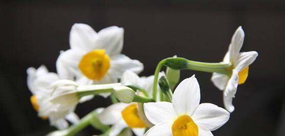 水仙花的含义与传说（探寻水仙花的象征意义与神话传说）