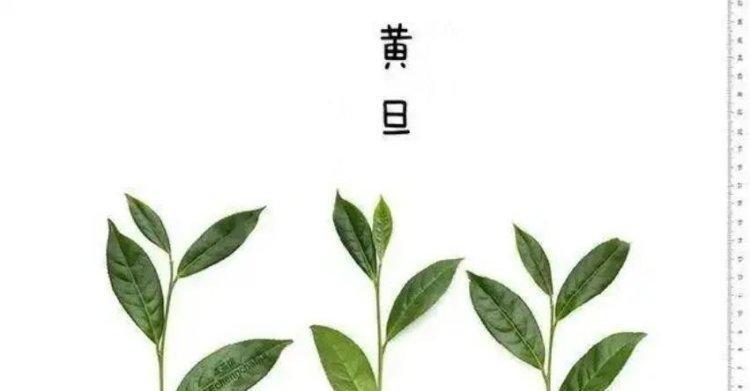 探究茶树品种的多样性（了解不同茶叶口感的秘密）