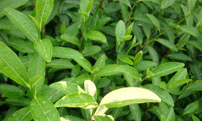探究茶树品种的多样性（了解不同茶叶口感的秘密）