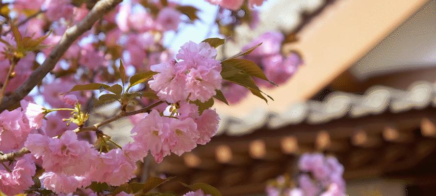 樱花盛开（春日里的美丽与热闹）